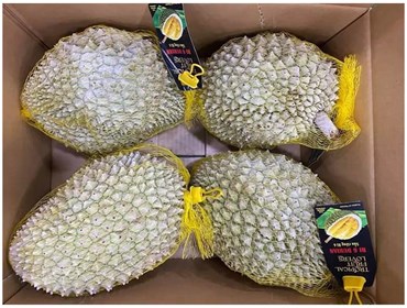 Frozen Durian Whole